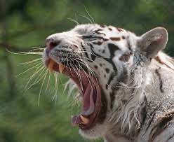 White Tiger Roaring